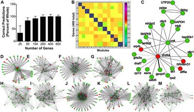 Leptin Stimulates Cellular Glycolysis Through a STAT3 Dependent Mechanism in Tilapia